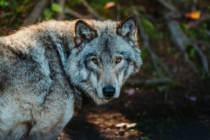 Überprüfung des Schutzstatus des Wolfes gestartet